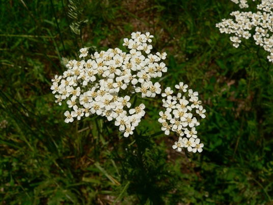 {Achillea borealis}